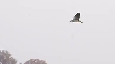 鸟类在天空飞水鸟视频的预览图